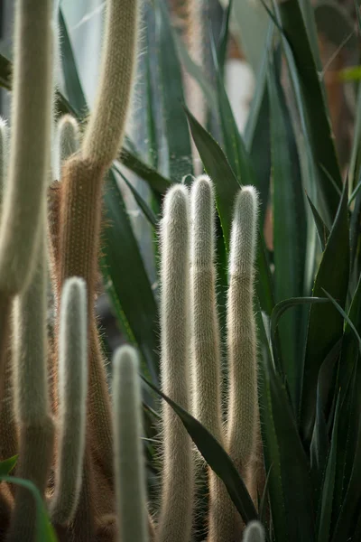 Close Detail Beautiful Impressive Big Vertical Grown Succulent Cactus Can — Stock Photo, Image