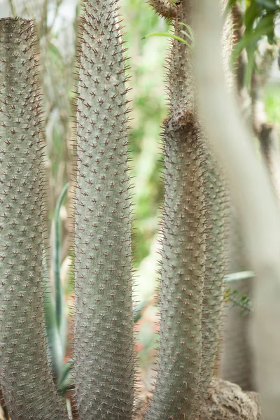 Détail Rapproché Beau Impressionnant Gros Cactus Vertical Succulent Peut Être — Photo