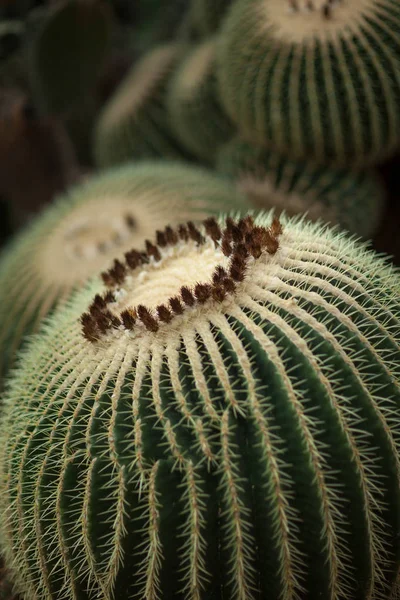 Détail Rapproché Une Belle Impressionnante Grosse Boule Cactus Cactus Baril — Photo