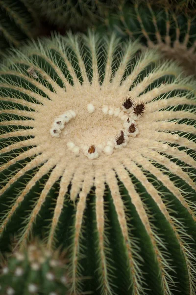 Détail Rapproché Une Belle Impressionnante Grosse Boule Cactus Cactus Baril — Photo