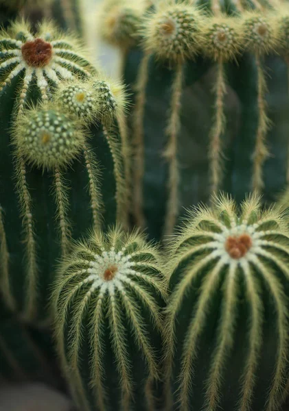 Différents Types Beaux Impressionnants Cactus Cactus Dans Une Serre Peut — Photo