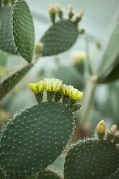 Détail Rapproché Belle Opuntia Cactus Poire Épineuse Avec Fleur Jaune — Photo