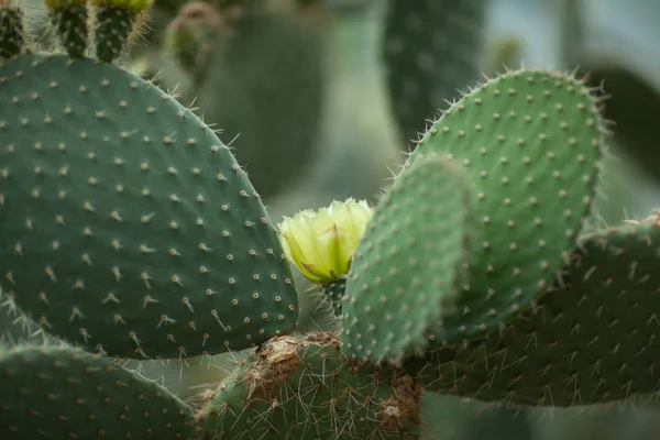 Détail Rapproché Belle Opuntia Cactus Poire Épineuse Avec Fleur Jaune — Photo