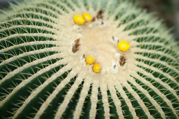 Close Detail Beautiful Impressive Big Gold Ball Cactus Golden Barrel — Stock Photo, Image