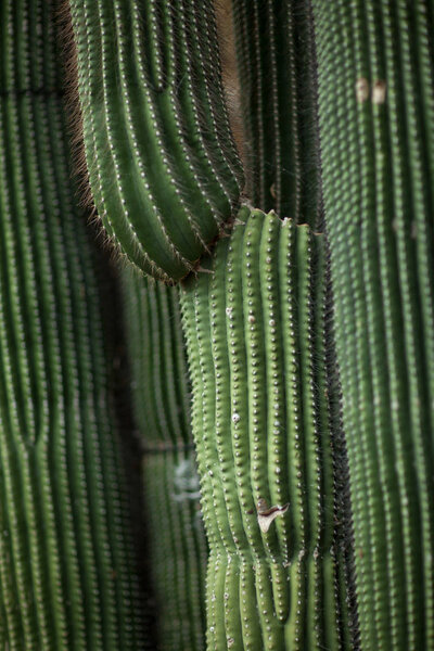 Close up detail of a beautiful and impressive big vertical succulent cactus, can be used as background 