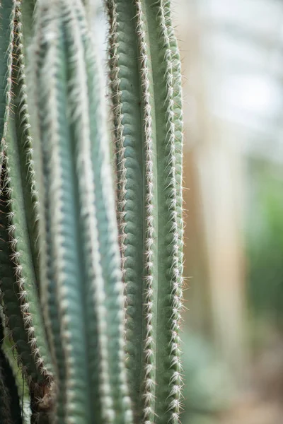 Close Detail Beautiful Impressive Big Vertical Succulent Cactus Can Used — Stock Photo, Image