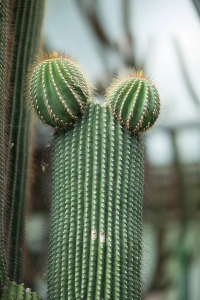 Close Detail Beautiful Cactus Ears Can Used Background — Stock Photo, Image