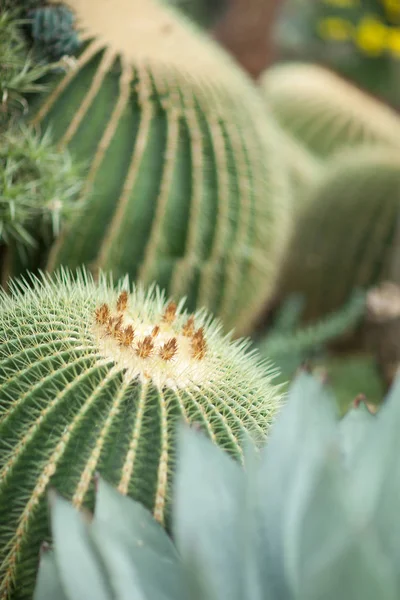 Détail Rapproché Une Belle Impressionnante Grosse Boule Cactus Cactus Baril — Photo