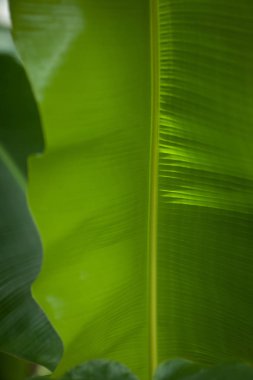 tropikal orman yaprakları bir sera içinde muz ağaç arka plan olarak kullanılabilir