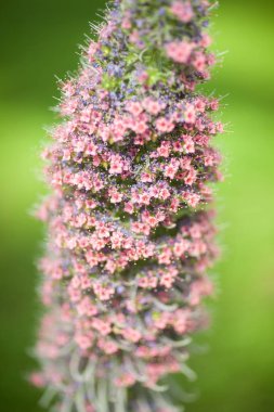 Mount Teide bugloss, Echium, Kanarya Adaları, bir sera güzel çiçek endemik türler