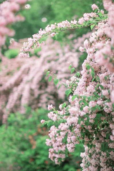 Fresco Brillante Diseño Fondo Primavera Con Flores Hojas Flor Rosa — Foto de Stock