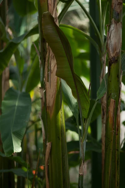 Hojas Selva Tropical Plátano Invernadero Puede Utilizar Como Fondo — Foto de Stock