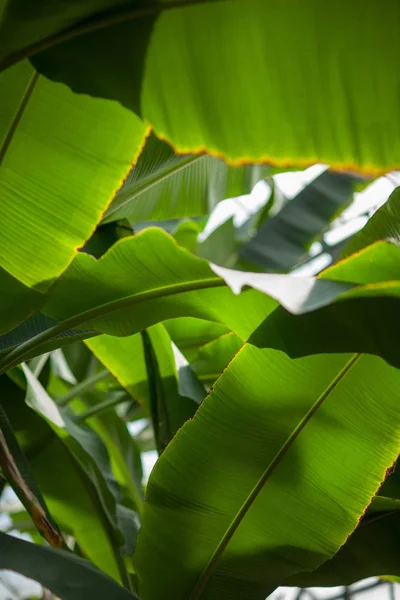 Τροπική Ζούγκλα Φύλλα Της Μπανανιάς Ένα Θερμοκήπιο Μπορούν Χρησιμοποιηθούν Φόντο — Φωτογραφία Αρχείου