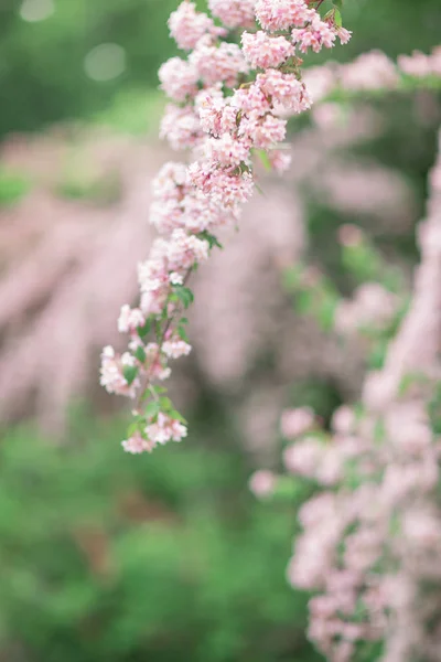 新鲜明亮的春天背景设计与粉红色绽放花和叶子 — 图库照片