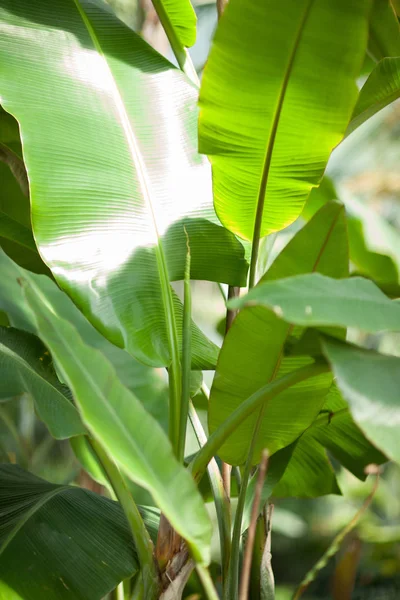 Feuilles Jungle Tropicale Bananier Dans Une Serre Peut Être Utilisé — Photo