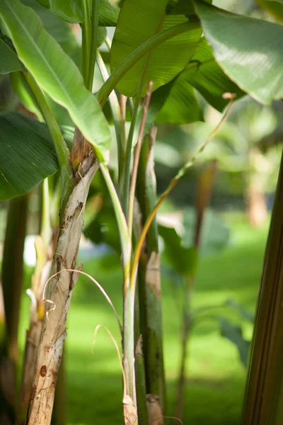 Foglie Giungla Tropicale Albero Banane Una Serra Può Essere Utilizzato — Foto Stock