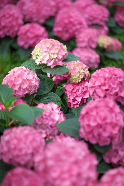 Hermosa Flor Hortensias Color Rosa Brillante Invernadero Puede Utilizar Como —  Fotos de Stock