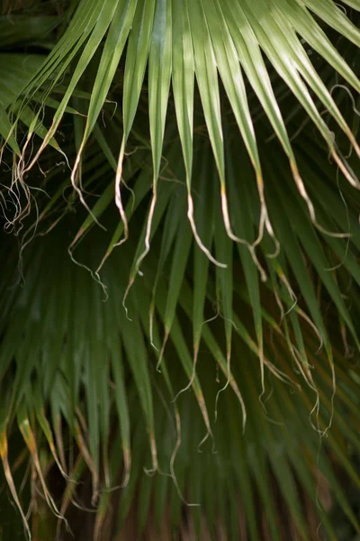 Hojas Palmera Selva Tropical Invernadero Cerca Puede Utilizar Como Fondo — Foto de Stock