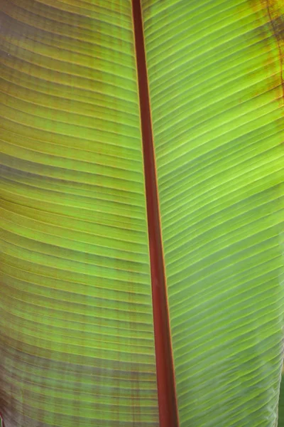Tropisk Djungel Blad Palm Ett Växthus Kan Användas Som Bakgrund — Stockfoto