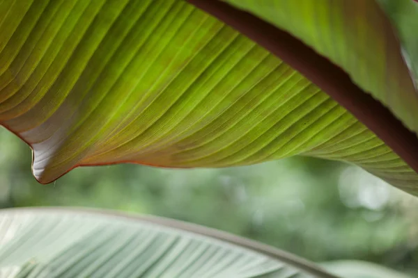 Tropische Dschungelblätter Einer Palme Einem Gewächshaus Können Als Hintergrund Verwendet — Stockfoto