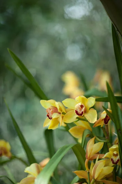 Желтые Орхидеи Cymbidium Закрывающиеся Теплице Могут Использоваться Качестве Фона — стоковое фото