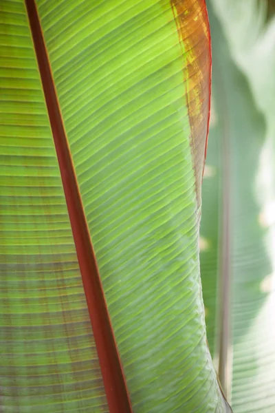 Feuilles Jungle Tropicale Palmier Dans Une Serre Peut Être Utilisé — Photo