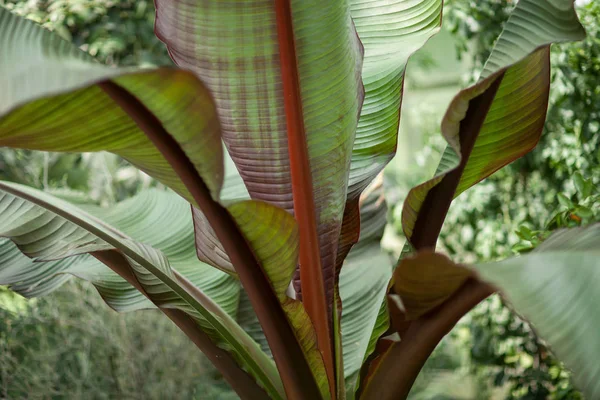 Tropische Dschungelblätter Einer Palme Einem Gewächshaus Können Als Hintergrund Verwendet — Stockfoto