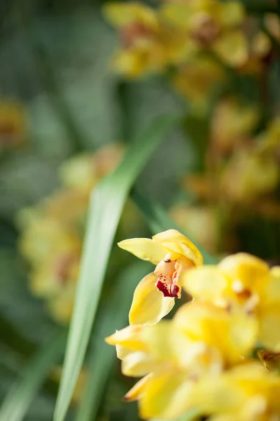 シンビジウム蘭の花は 温室のクローズ アップ美しい黄色が背景としても使えます — ストック写真