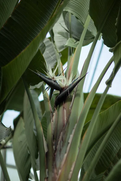 Wunderschöne Tropische Exotische Paradiesvogelblume Blüht Gewächshaus — Stockfoto