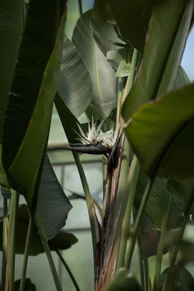 Beautiful Tropical Exotic Bird Paradise Flower Blossom Greenhouse — Stock Photo, Image