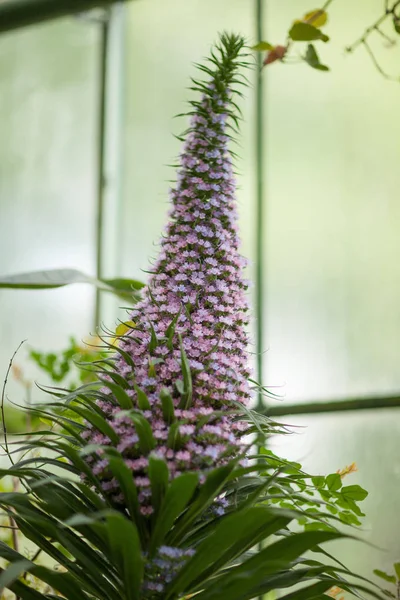 Endemische Arten Von Mount Teide Bugloss Echium Schöne Blume Der — Stockfoto