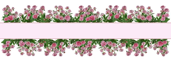 Hermosas Flores Rosadas Completas Plantas Peonías Aisladas Pueden Utilizar Como —  Fotos de Stock