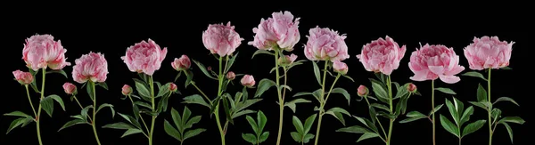 Hermosas Flores Rosadas Completas Plantas Peonías Aisladas Pueden Utilizar Como —  Fotos de Stock