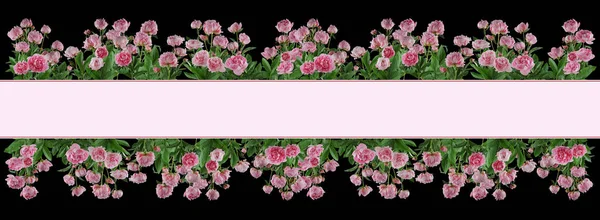 Красивые Полные Розовые Цветы Растения Пионов Изолированы Могут Использованы Качестве — стоковое фото