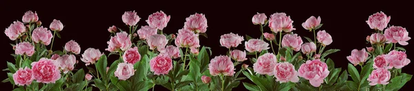 Prachtige Volledig Roze Bloemen Planten Van Pioenrozen Geïsoleerd Kan Worden — Stockfoto