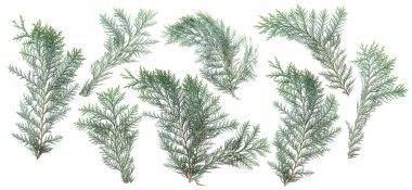 Beyaz, yapraklarda taze yeşil izole kozalaklı dekorasyon, arka plan için şablon olarak kullanılabilir