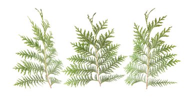 Beyaz, yapraklarda taze yeşil izole kozalaklı dekorasyon, arka plan için şablon olarak kullanılabilir