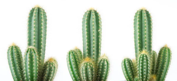 Mooi Kan Gegroeid Cactus Geïsoleerd Wit Gebruikt Worden Als Achtergrond — Stockfoto