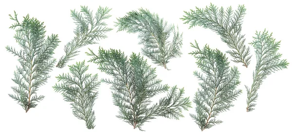 Beyaz, yapraklarda taze yeşil izole kozalaklı dekorasyon, arka plan için şablon olarak kullanılabilir