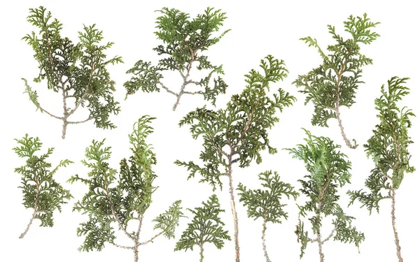 Beyaz Yapraklarda Taze Yeşil Izole Kozalaklı Dekorasyon Arka Plan Için — Stok fotoğraf