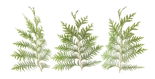 Beyaz, yapraklarda taze yeşil izole kozalaklı dekorasyon, arka plan için şablon olarak kullanılabilir