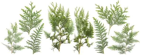Φύλλα Φρέσκο Πράσινο Απομονωμένες Κωνοφόρων Λευκό Μπορεί Χρησιμοποιηθεί Πρότυπο Για — Φωτογραφία Αρχείου
