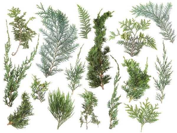 Different Kinds Fresh Green Isolated Conifer Leaves Fir Branches White — Stock Photo, Image