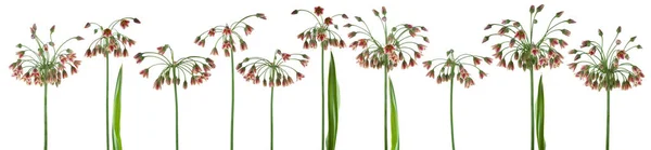 Prachtige Bloemen Planten Van Allium Siciliaanse Honeywell Lever Geïsoleerd Kunnen — Stockfoto