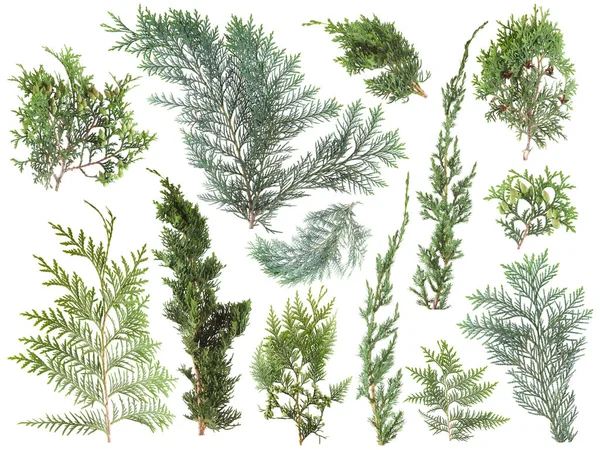 Verschillende Soorten Verse Groene Geïsoleerde Conifer Bladeren Fir Takken Wit — Stockfoto
