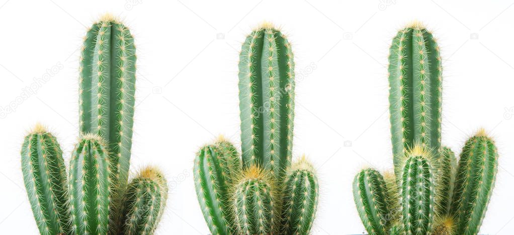 beautiful grown cactus isolated on white, can be used as background