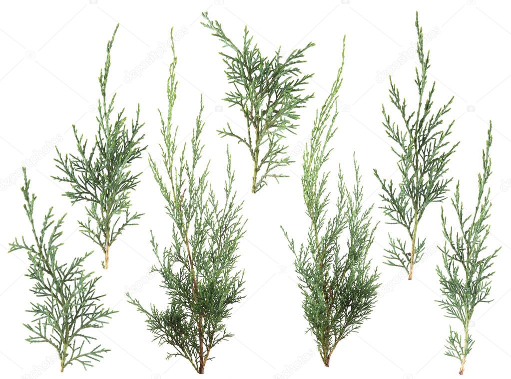 fresh green isolated conifer leaves on white, can be used as template for decoration, background
