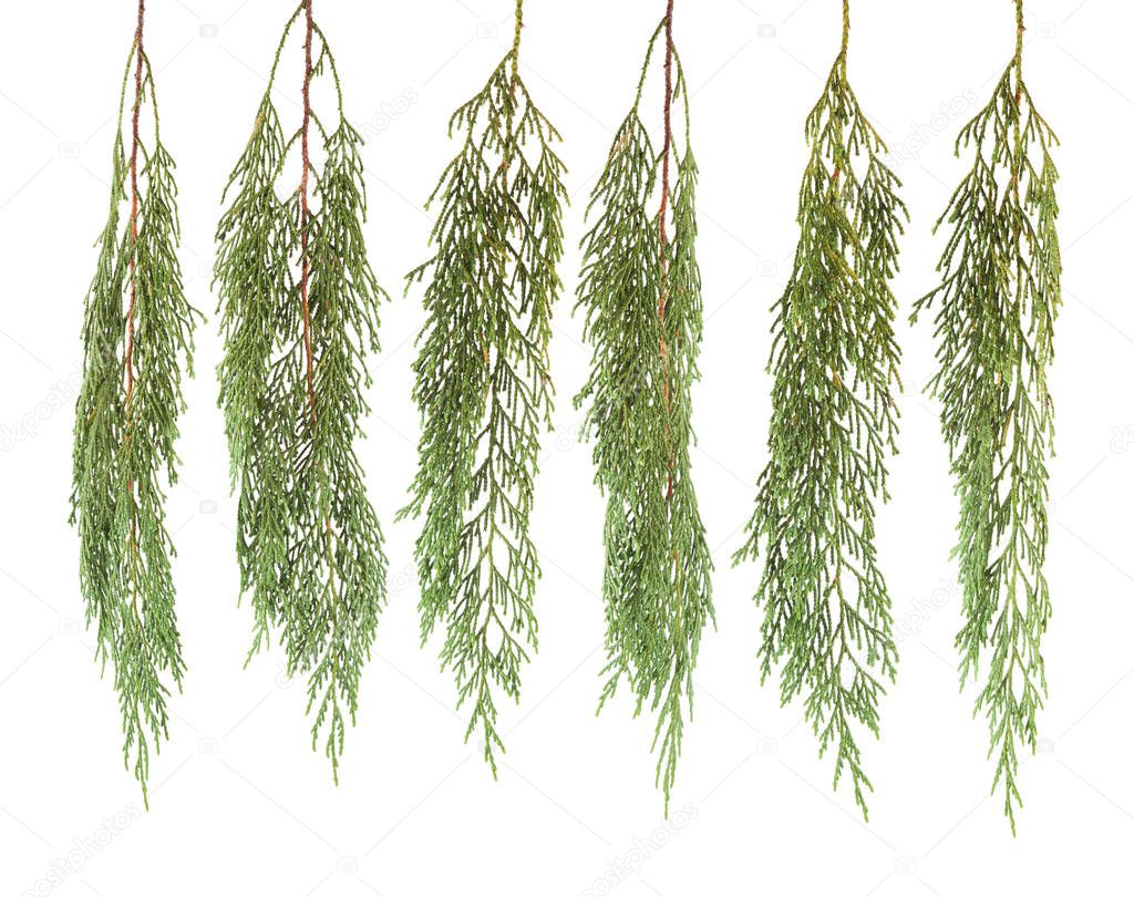 fresh green isolated conifer leaves on white, can be used as template for decoration, background