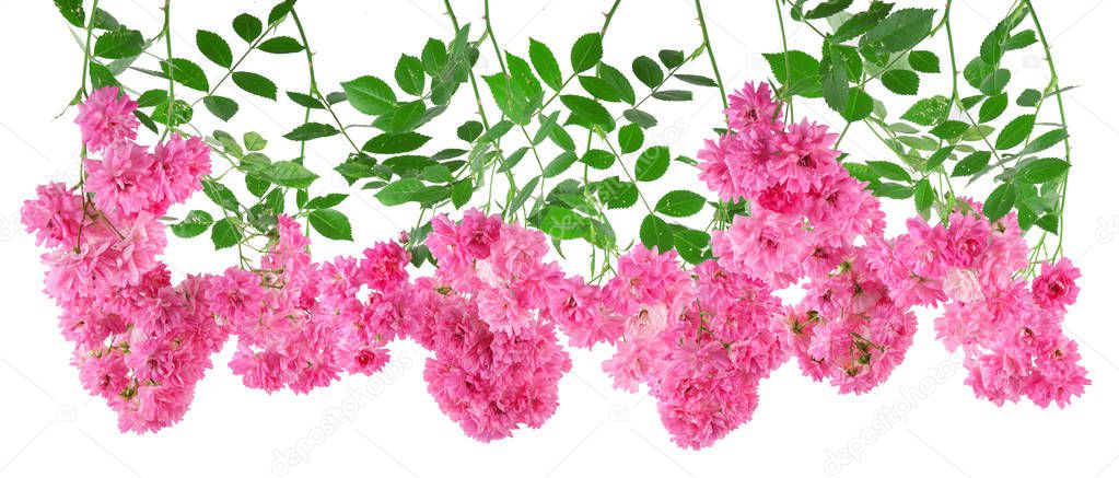 beautiful rose flowers of a pink rambler rose isolated on white, can be used as template, background