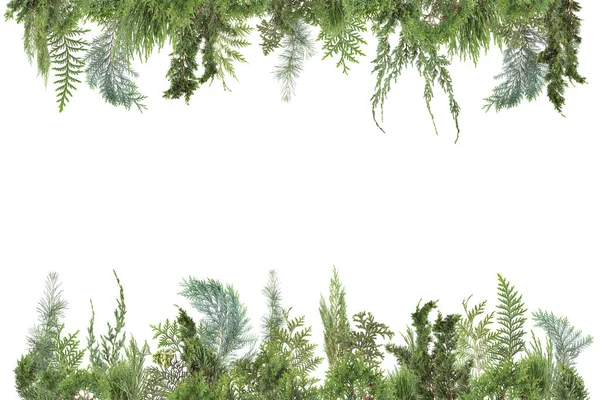 Bedårande Ordnade Bakgrund Med Olika Sorters Färska Gröna Isolerade Conifer — Stockfoto